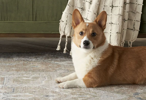 Pet rug cleaning